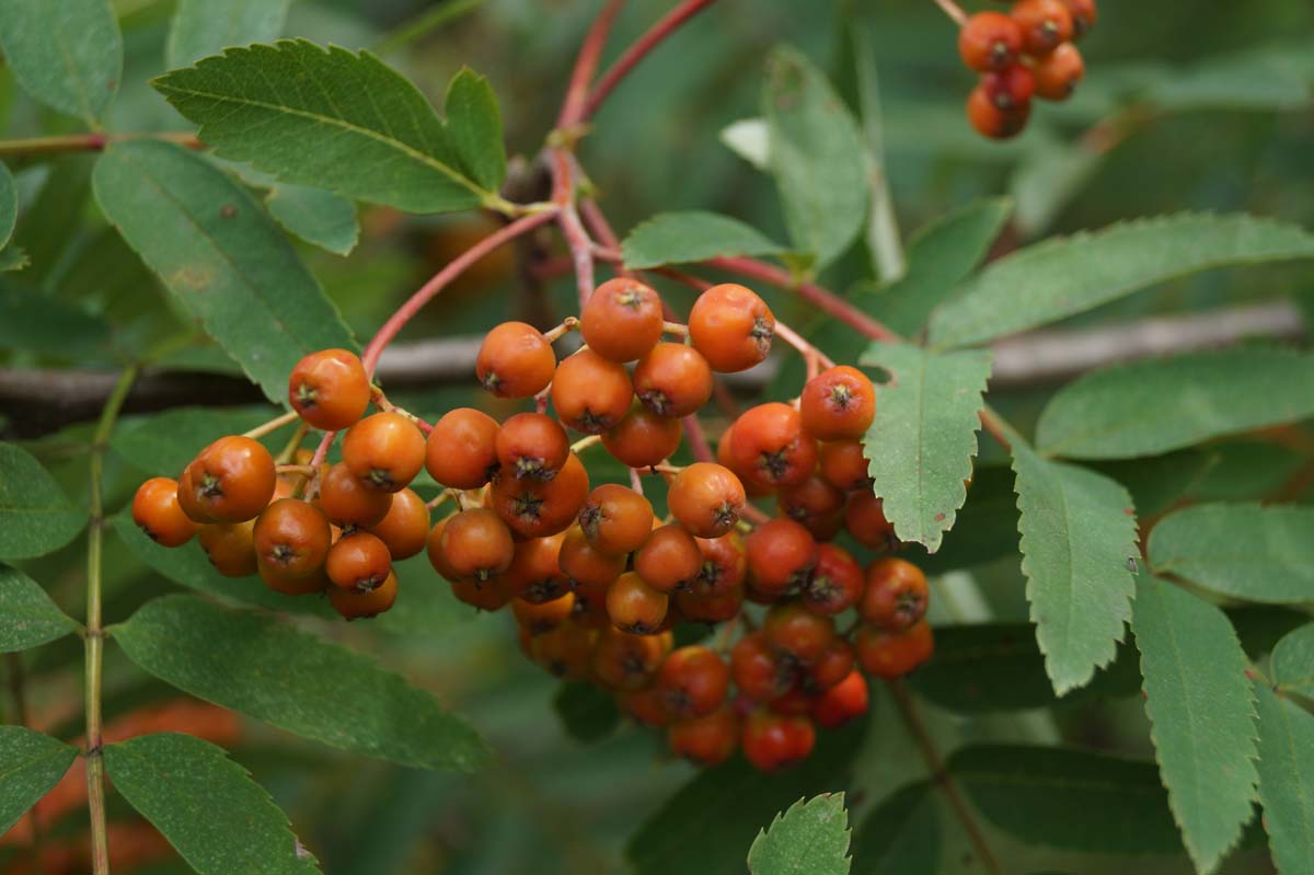 Gewöhnliche Eberesche, Vogelbeerbaum, Vogelbeere, Drosselbeere, Quitsche, Krametsbeere