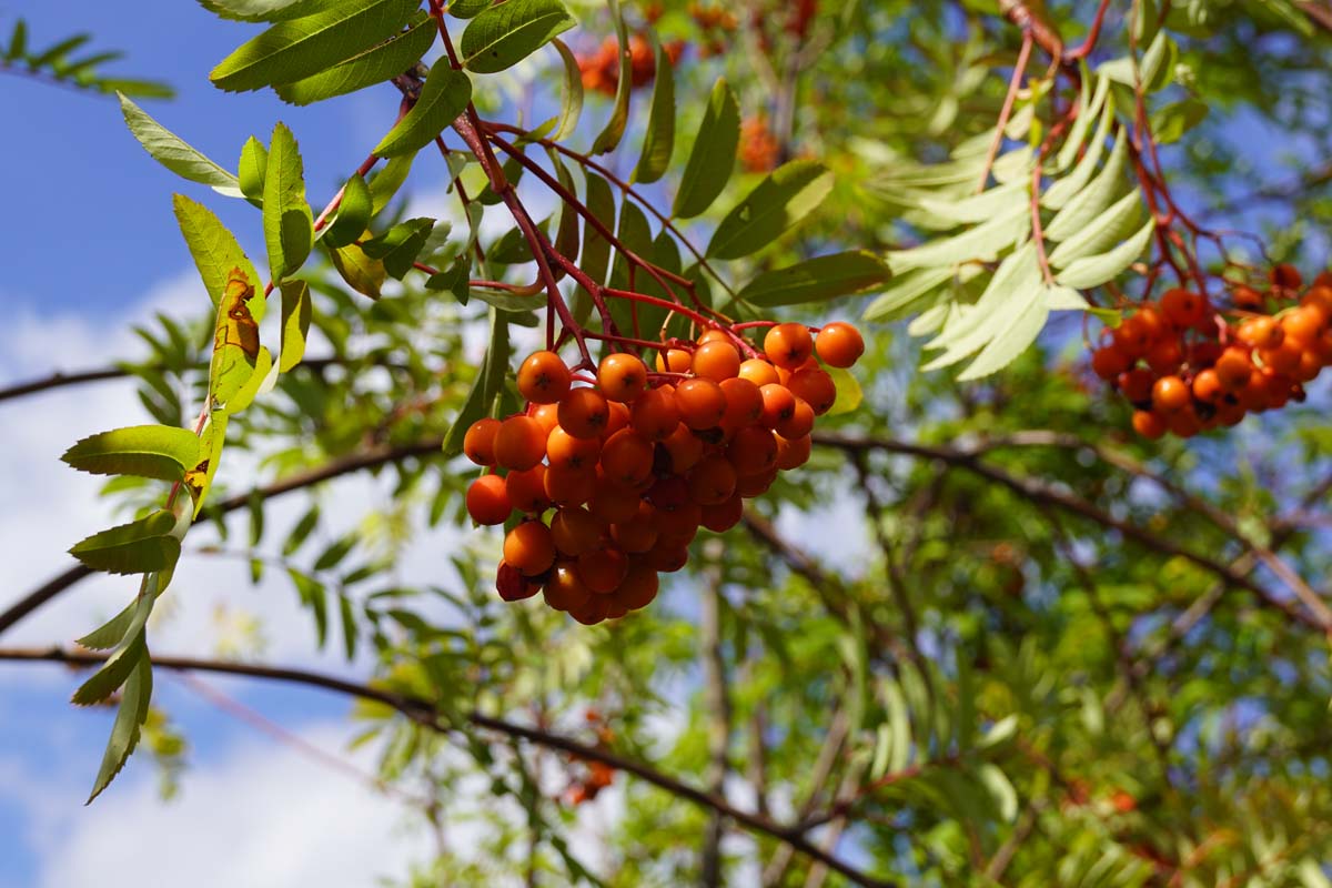 Mährische Eberesche, Gewöhnliche Eberesche, Vogelbeerbaum, Vogelbeere, Drosselbeere, Quitsche, Krametsbeere