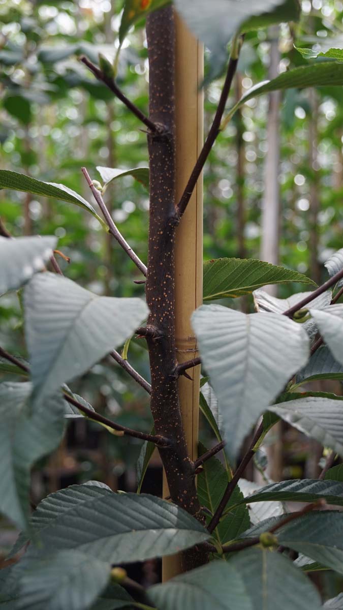 Bild Eberesche, Mehlbeere, Vogelbeere  - Sorbus caloneura
