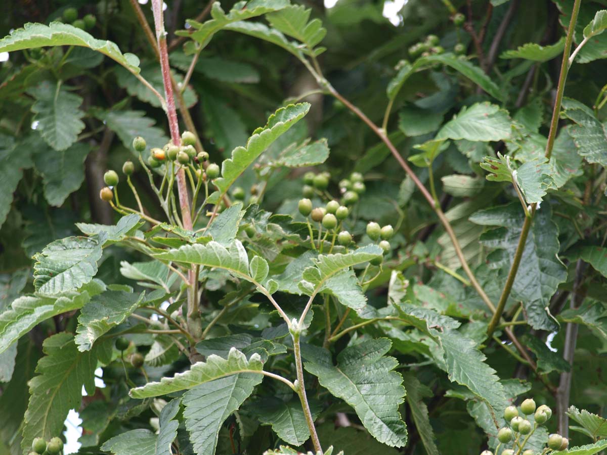 Thüringische Säulen-Eberesche 'Fastigiata', Thüringische Säulen-Mehlbeere