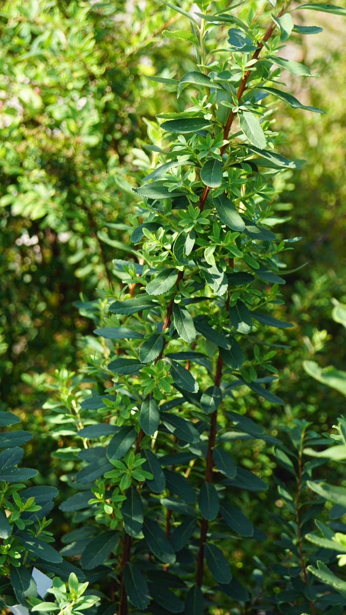 Strauchspiere
