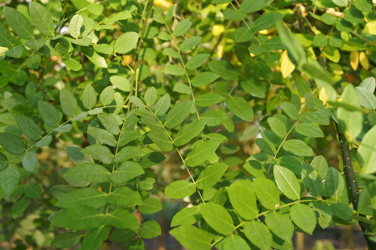 Bild Japanischer Schnurbaum, Honigbaum, Perlschnurbaum, Japanischer Perlschnurbaum, Japanischer Pagodenbaum, Rosankranzbaum, Sauerschotenbaum  - Styphnolobium japonicum