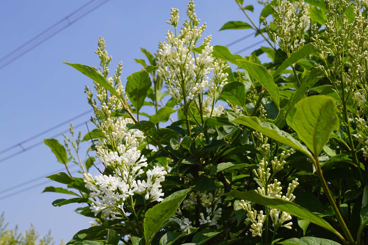 Flieder ´Agnes Smith´