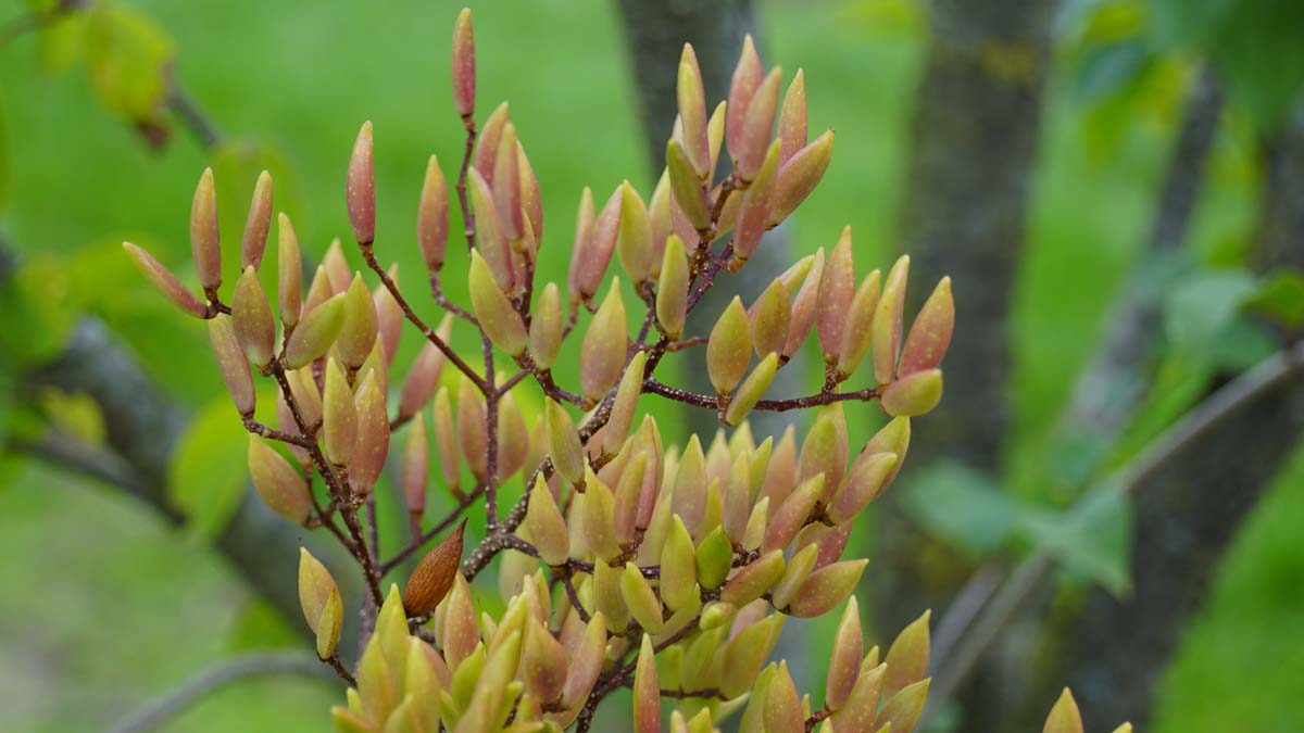Bild Peking-Flieder ´Yellow Fragrance´  - Syringa pekinensis 'Yellow Fragrance'