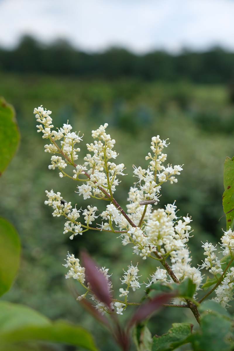 Syringa reticulata mandshurica 200-250 cm