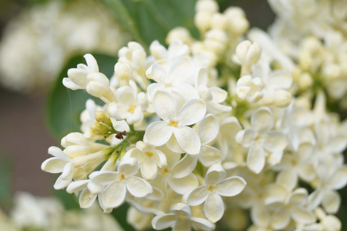 Gemeine Flieder 'Primrose'; Gewöhnliche Flieder