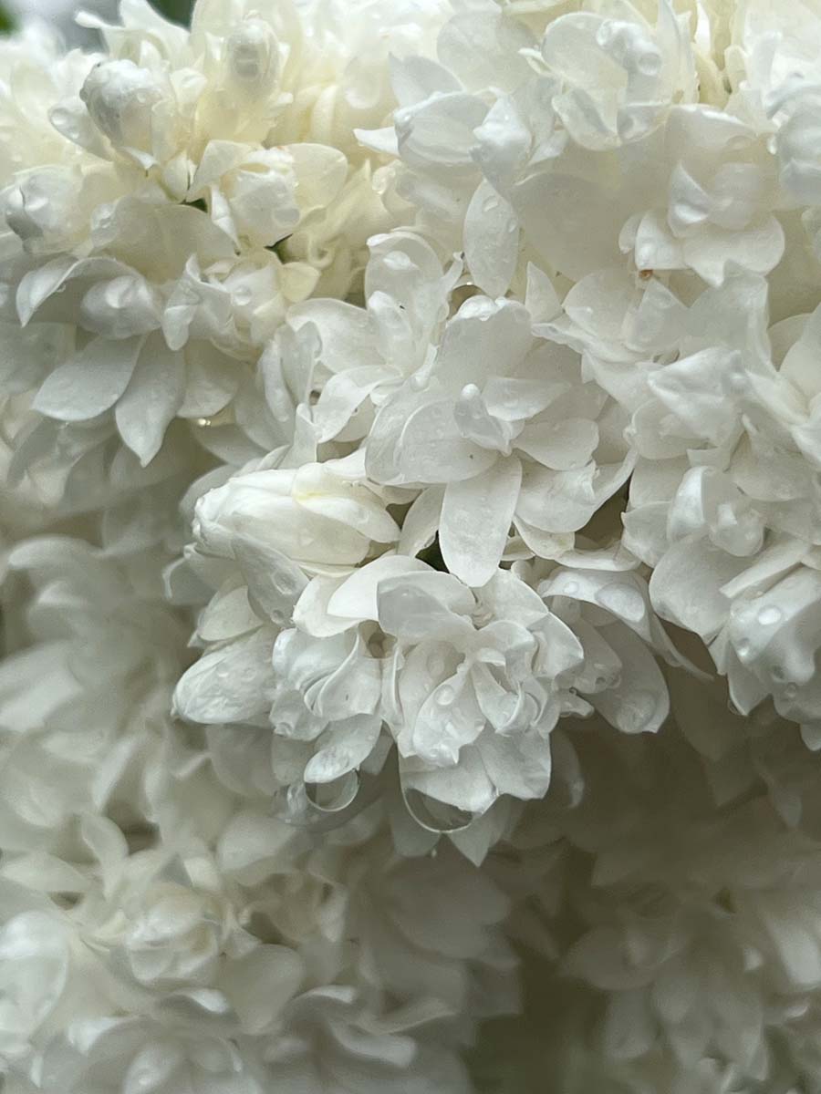 Gemeine Flieder ´Souvenir d´Alice Harding´; Gew