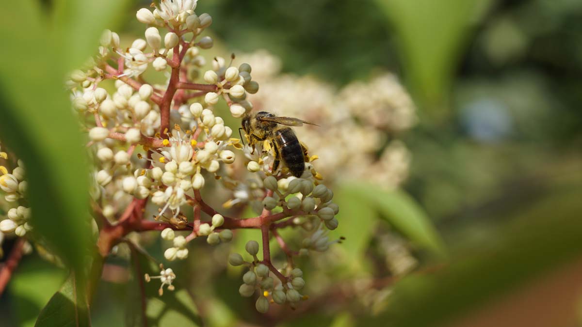 Samthaarige Stinkesche, Bienenbaum, Honigesche, Wohlduftraute, Tausendblütenstrauch, Hupeh-Stinkesche