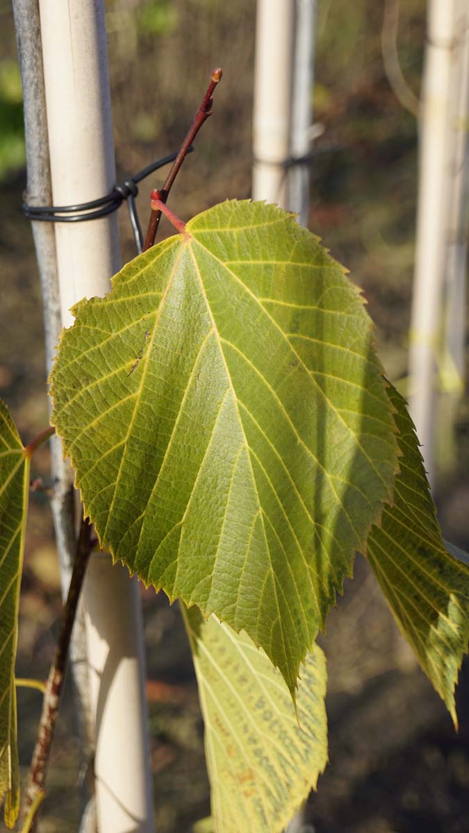 Bild Schwarz-Linde ´American Sentry´, Amerikanische Linde  - Tilia americana 'American Sentry'