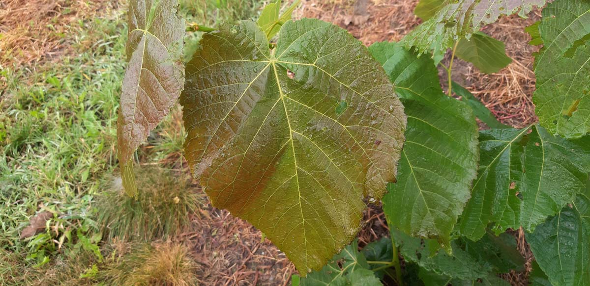 Bild Schwarz-Linde ´Neglect´, Amerikanische Linde  - Tilia americana 'Neglect'