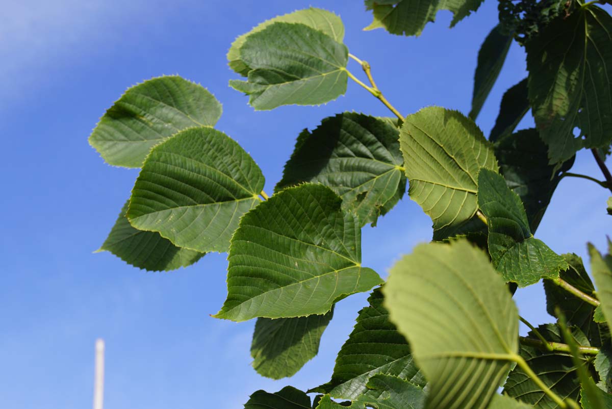 Bild Schwarz-Linde ´Redmond´, Amerikanische Linde  - Tilia americana 'Redmond'