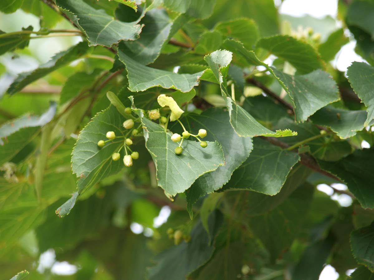 Bild Winter-Linde ´Greenspire´, Stein-Linde, Kleinblättrige Linde  - Tilia cordata 'Greenspire'