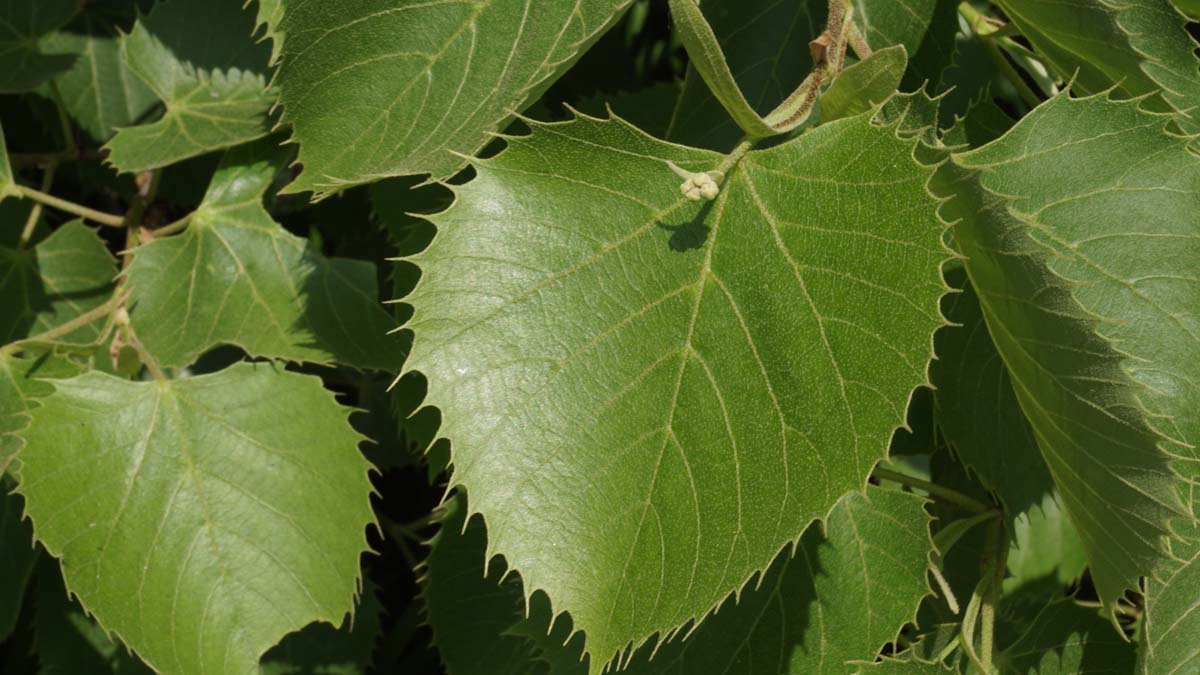Bild Linde  - Tilia henryana