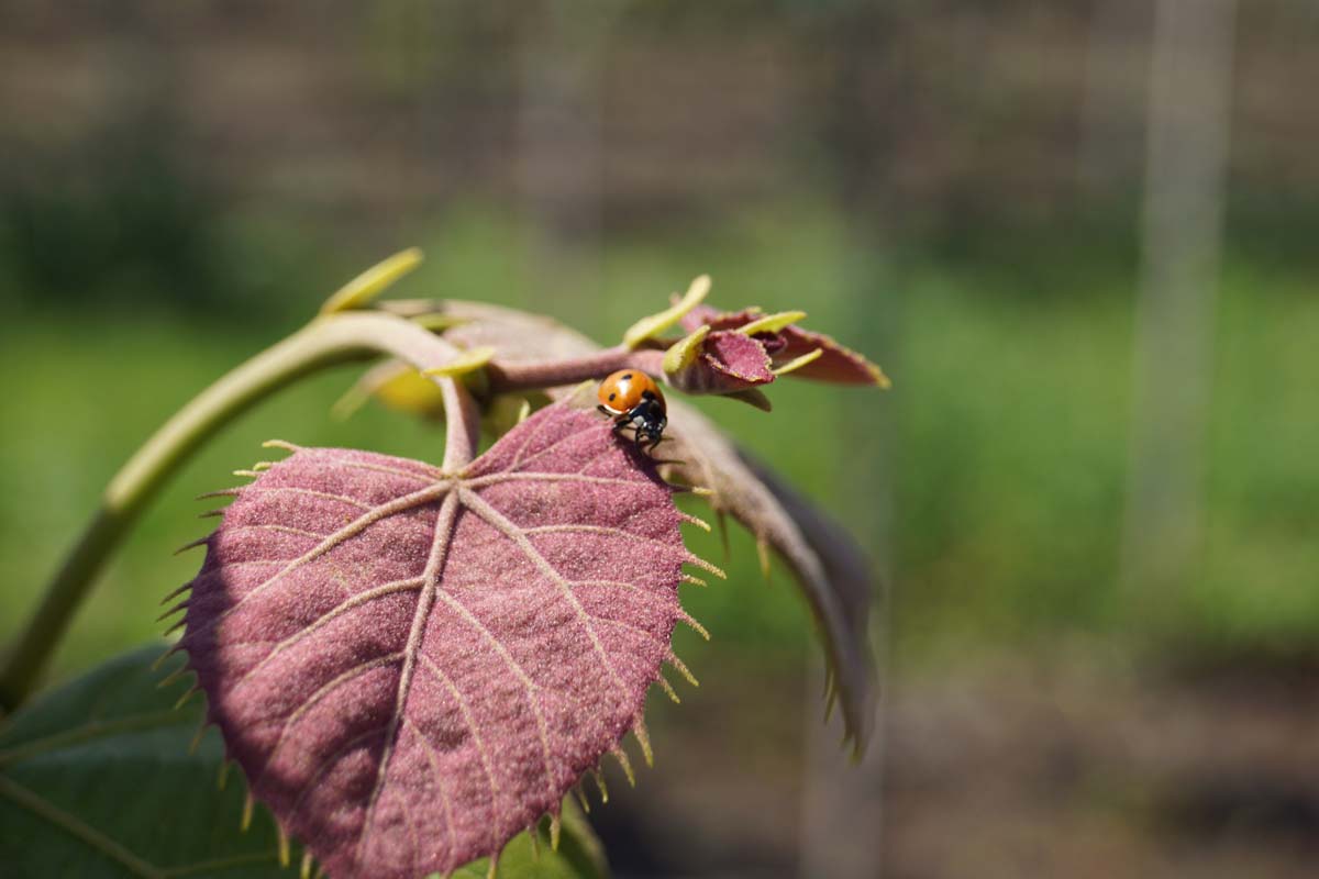 Bild Mandschurische Linde  - Tilia mandshurica
