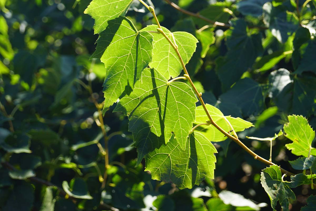 Bild Mongolische Linde ´Buda´  - Tilia mongolica 'Buda'