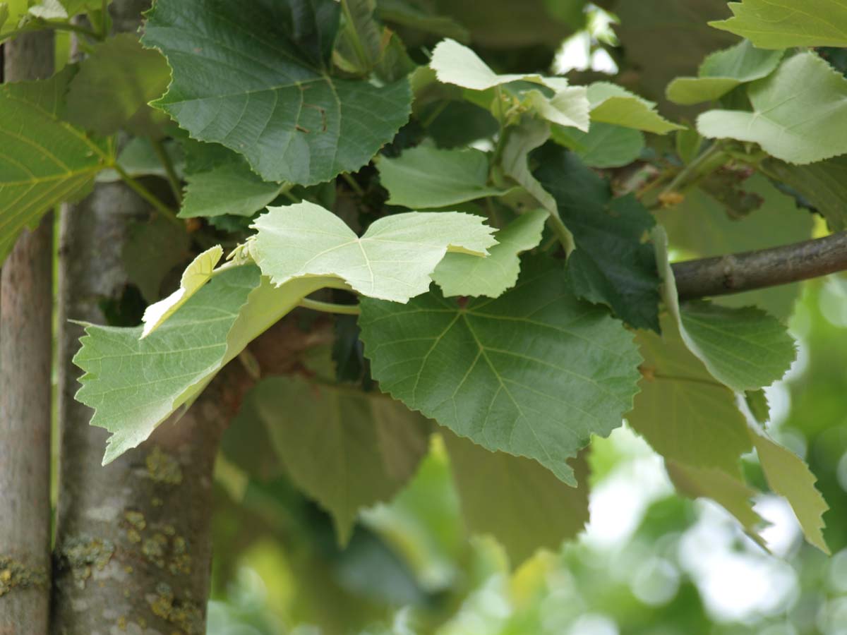 Bild Silber-Linde ´Doornik´  - Tilia tomentosa 'Doornik'