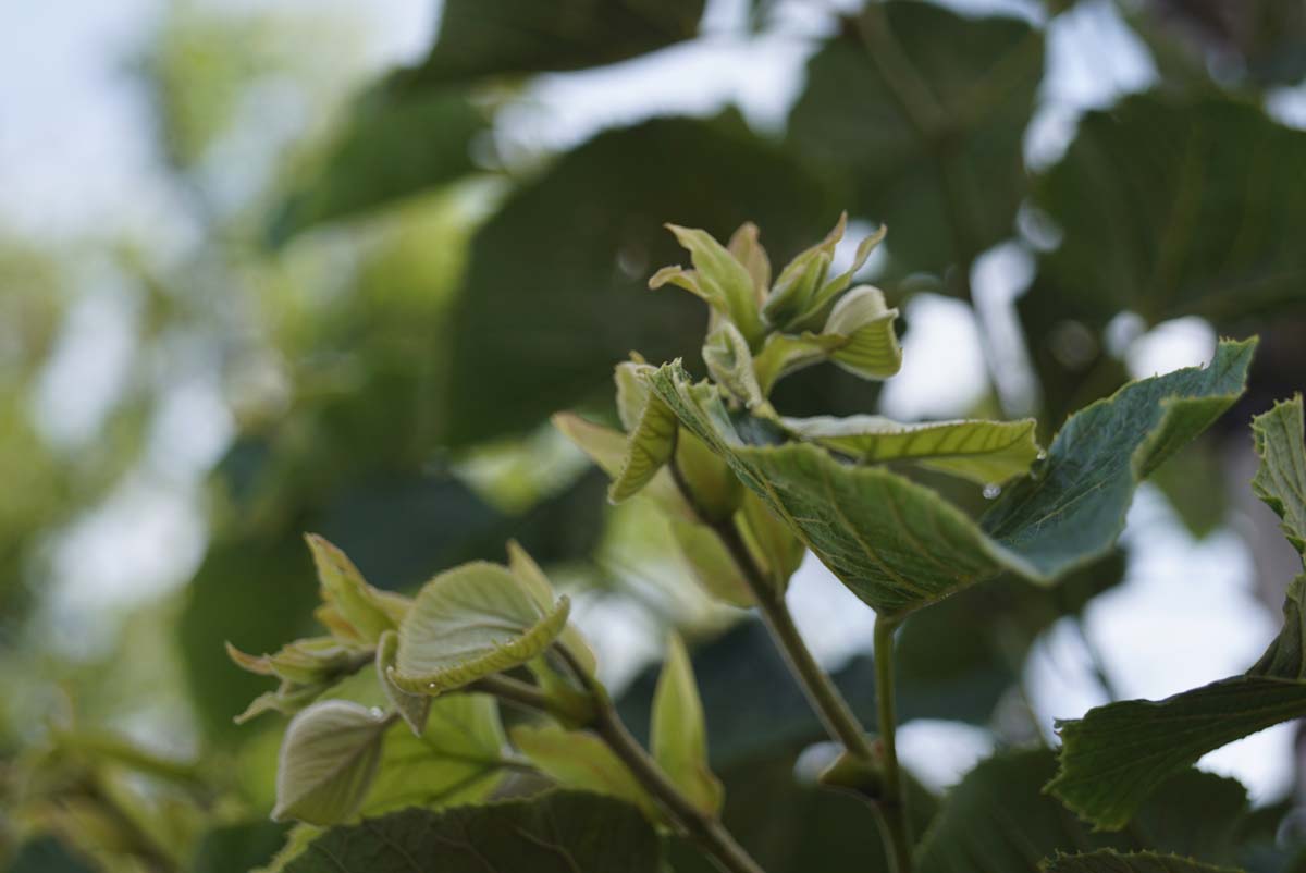 Silber-Linde 'Varsaviensis'