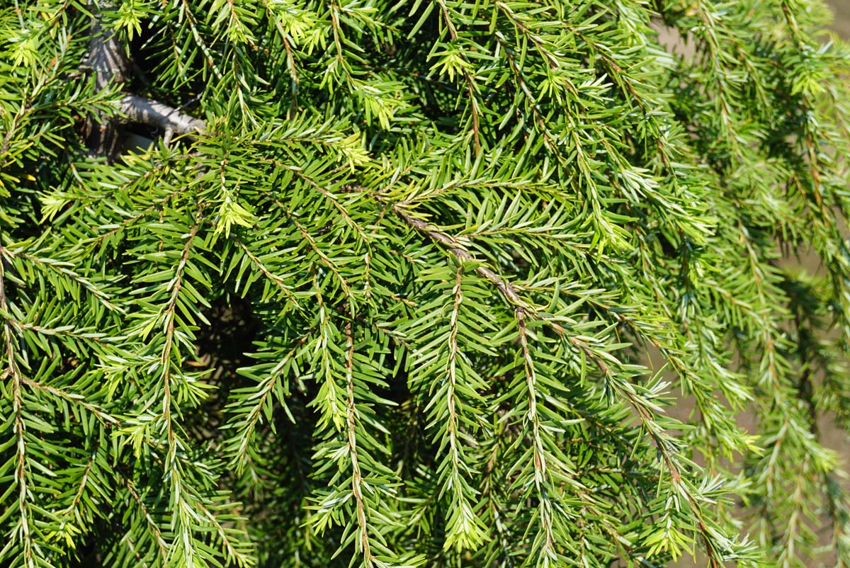 Kanadische Hemlocktanne ´Pendula´; Kanadische Schierlingstanne