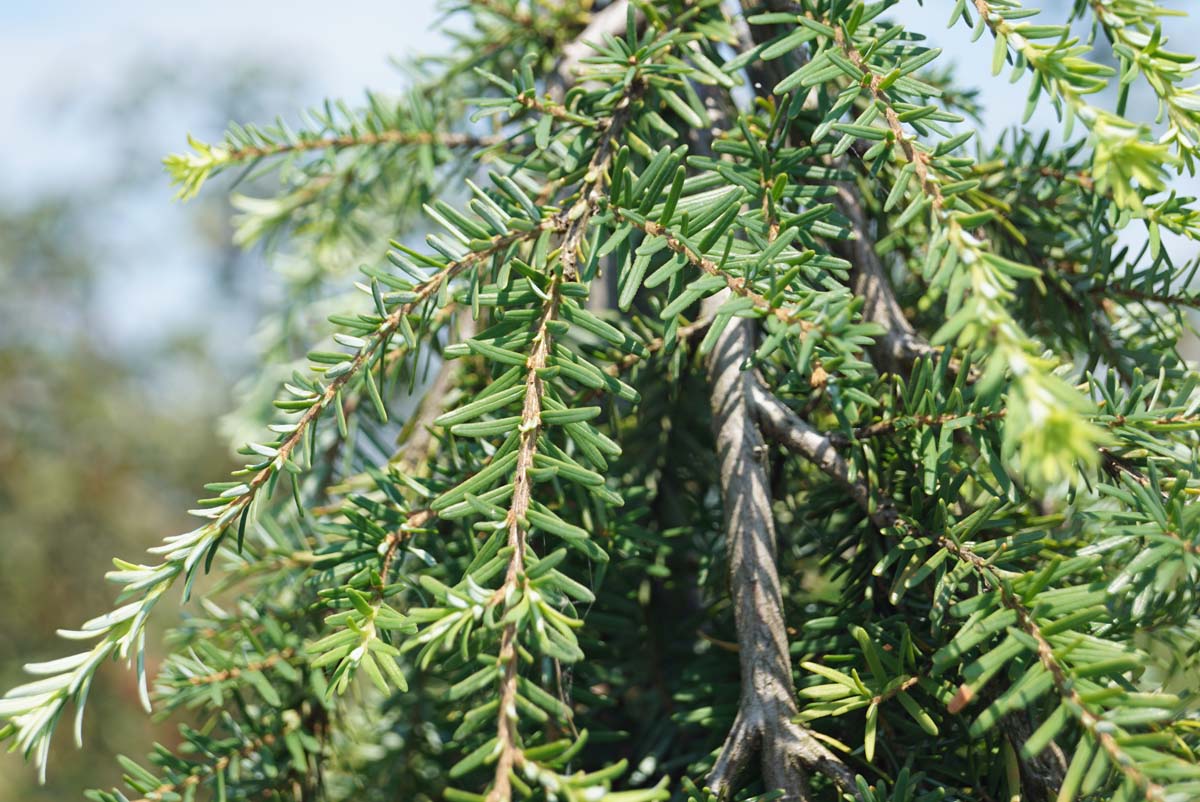 Westamerikanische Hemlocktanne ´Thorsen´s Weeping´; Westliche Hemlock; Hemlocktanne; Schierlingstanne