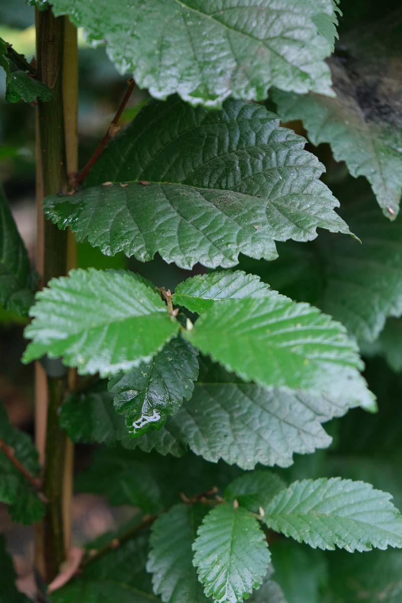 Bild Ulme ´Clusius´  - Ulmus 'Clusius'