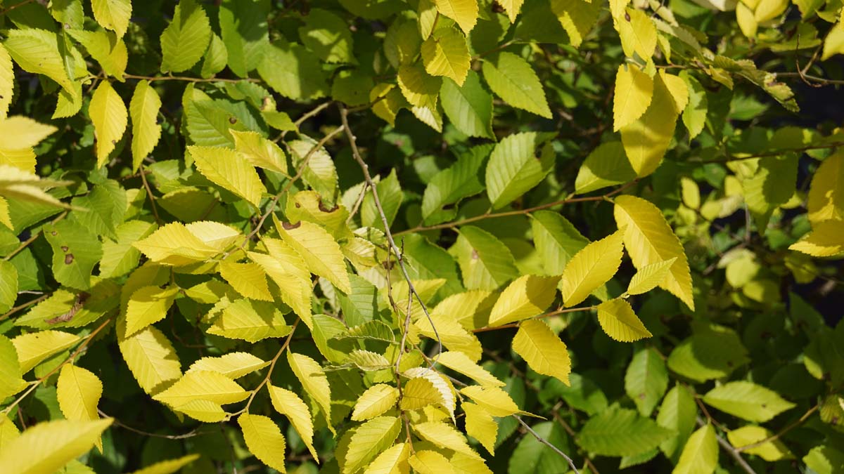 Chinesische Ulme 'Aurea', Kleinblättrige Ulme