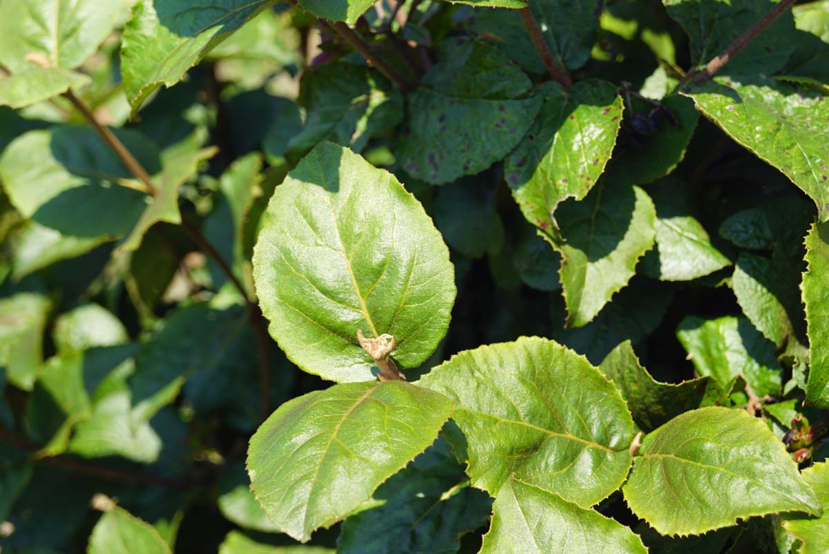 Koreanischer Schneeball ´Diana´; Wohlriechender Schneeball