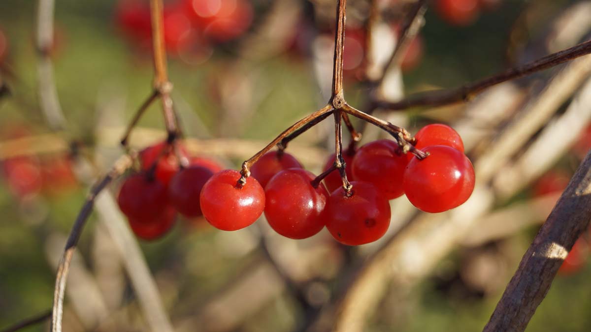 Gemeiner Schneeball ´Compactum´; Gew