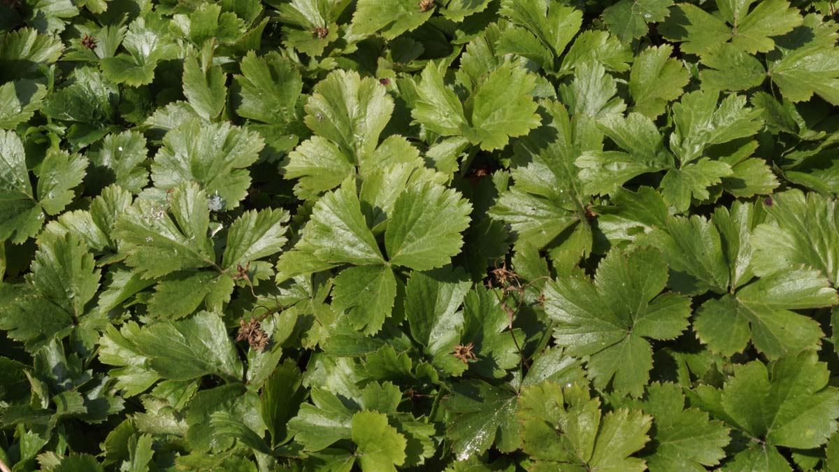 Dreiblättriger Lederstrauch