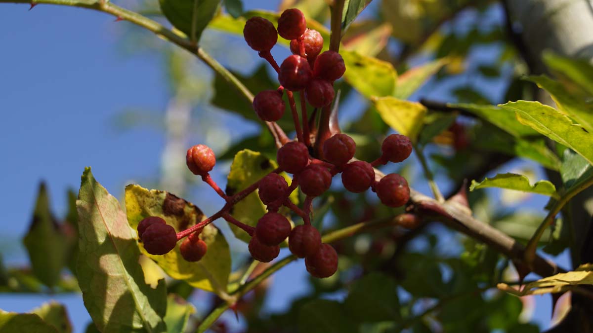 Bild Zanthoxylum  - Zanthoxylum simulans